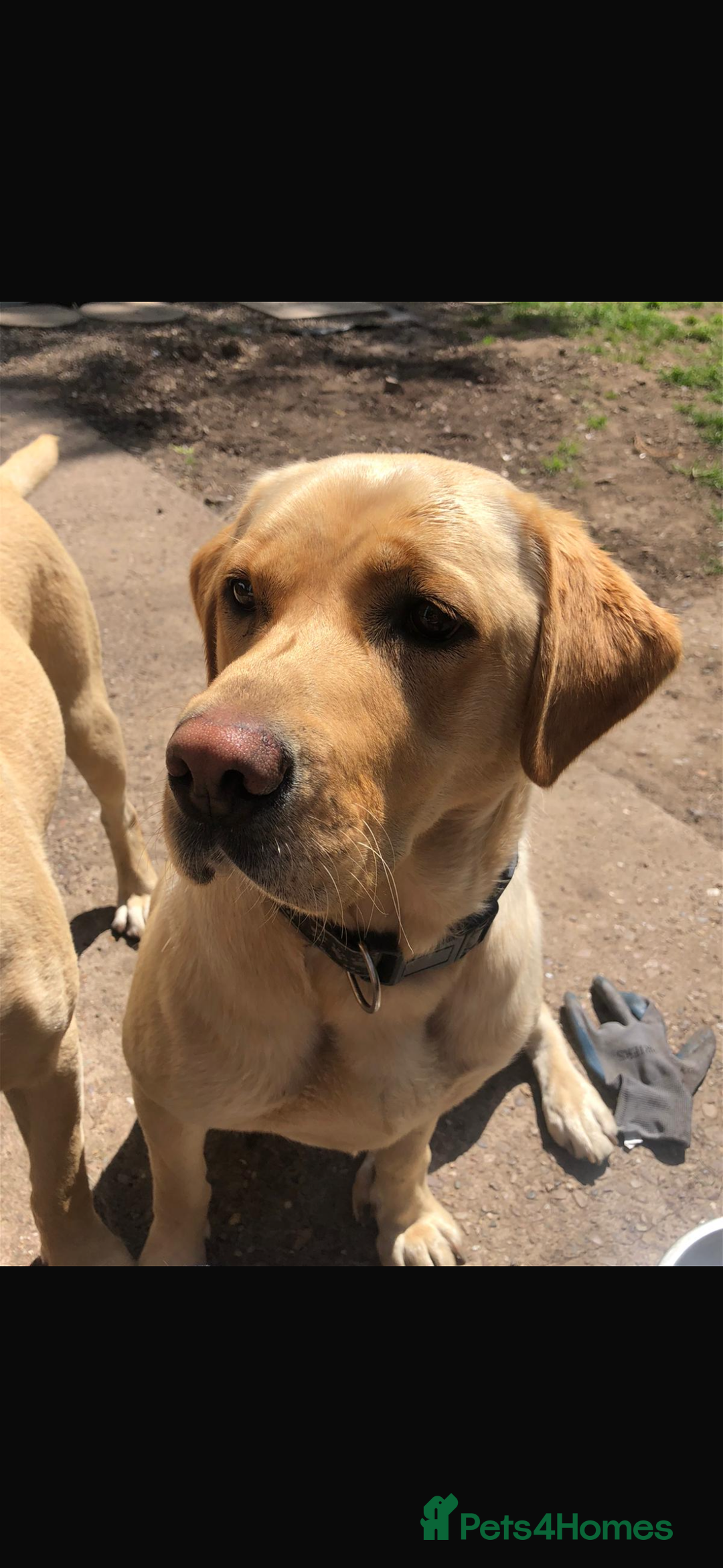 Labrador Retriever dogs for sale: 9 STUNNING YELLOW LABRADORS  - Advert 13