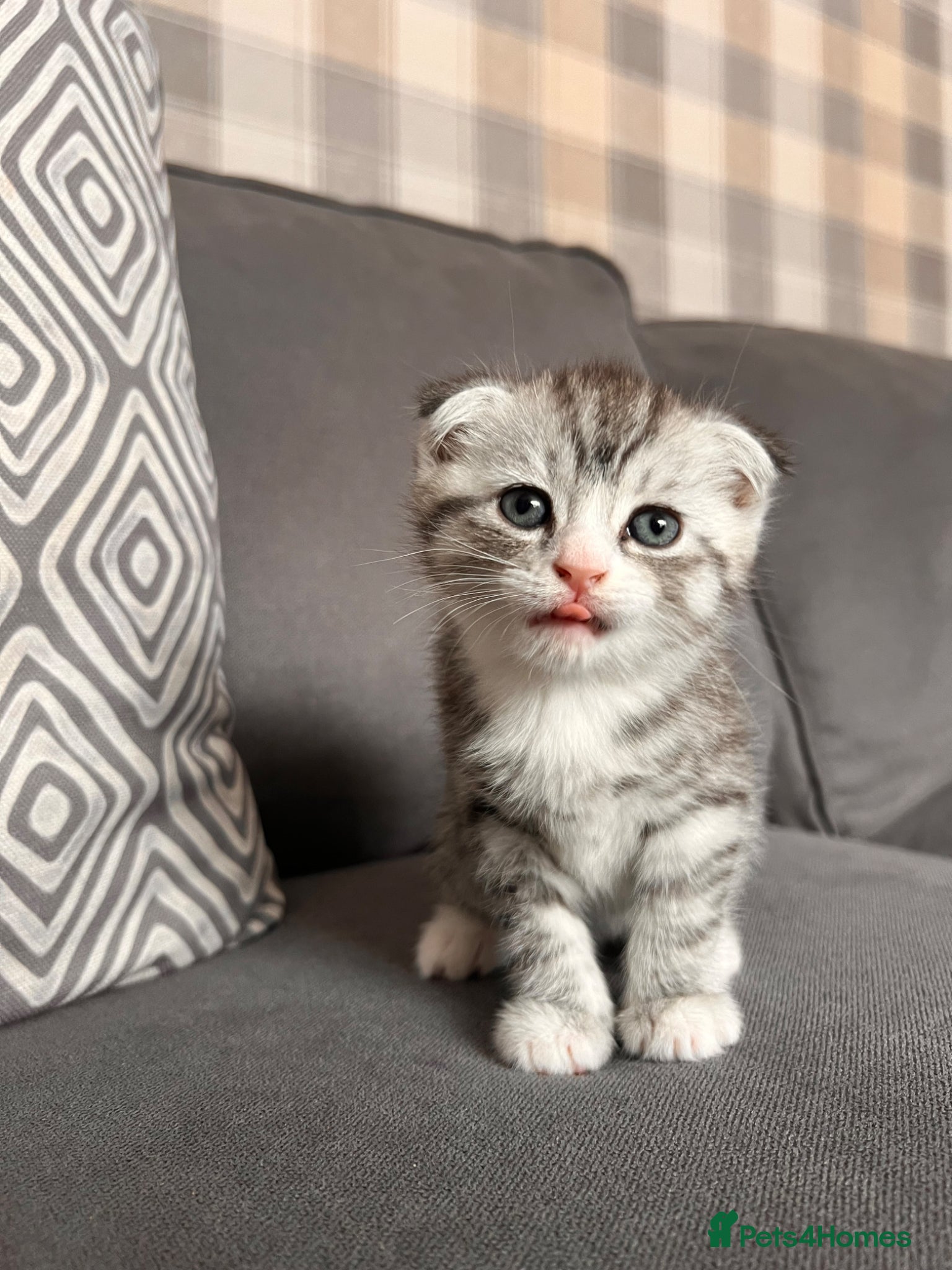 Scottish Fold cats for sale: Scottish and brittish kittens in Wigston - Advert 30