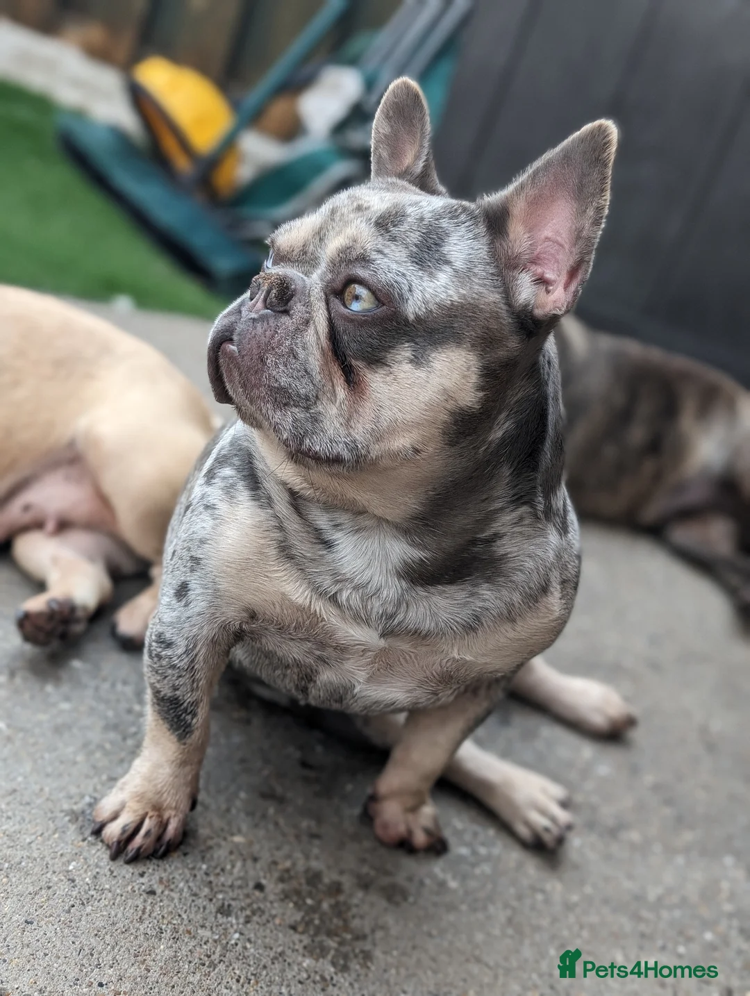 French Bulldog dogs for stud: Lilac tan merle in Sheffield - Advert 3