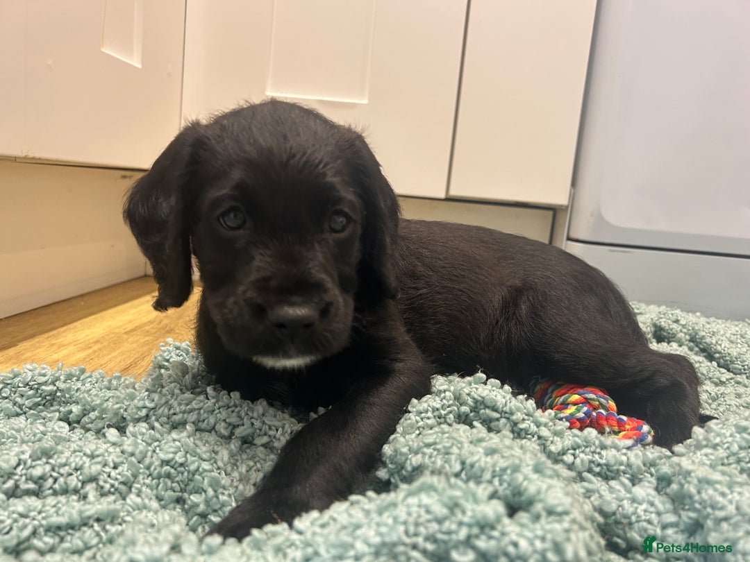 Mixed Breed dogs for sale:  Boxer-Doodle - Image 9