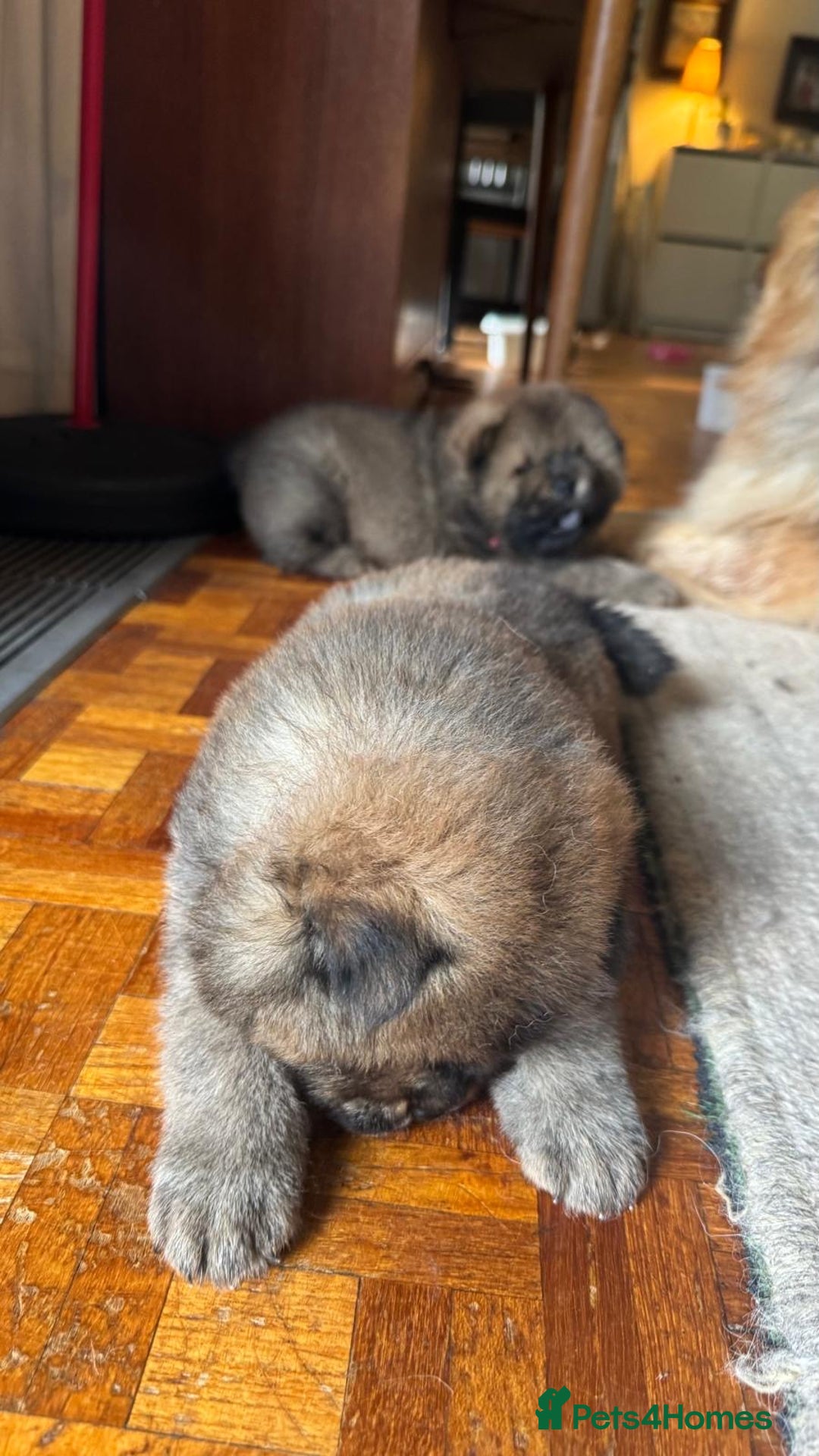 Chow Chow dogs for sale: Puppies looking for new home - Image 13