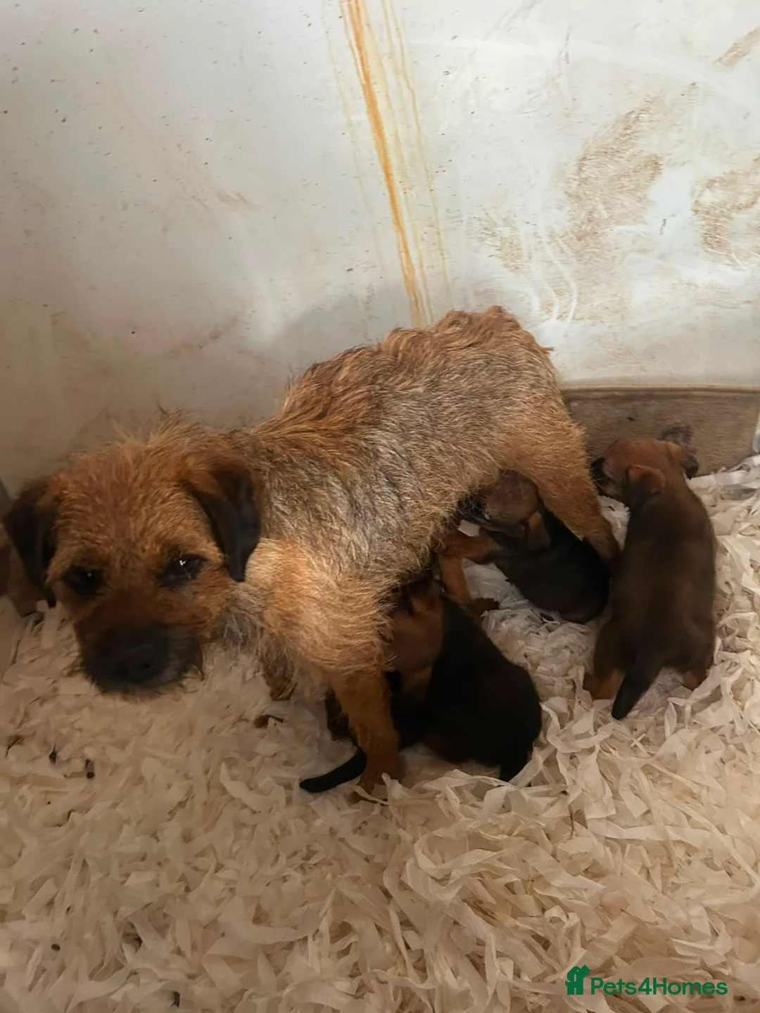 Border Terrier dogs for sale: 5 border terrier puppys  in Kilmarnock - Advert 2