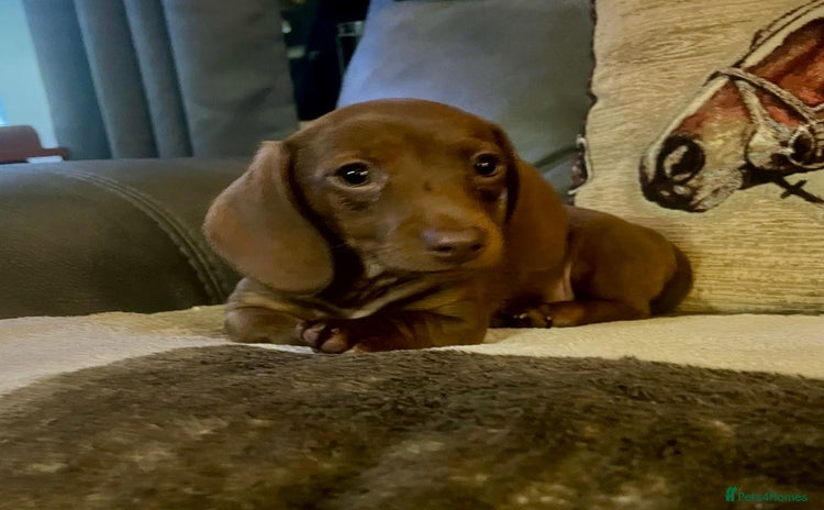 Miniature Dachshund dogs - Advert 14