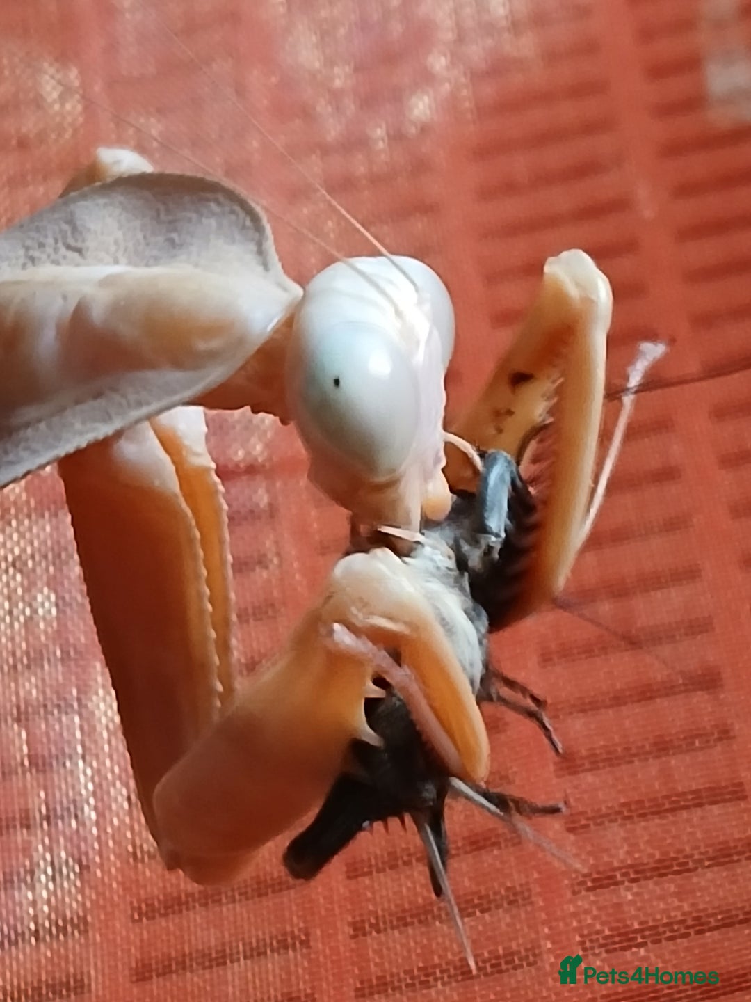 Mixed Breed invertebrates for sale: Mixed invertebrates  - Image 10