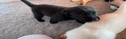 Mixed Breed dogs for sale: Lab+Akita adorable pups in Stansted - Advert 3