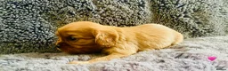 Cavalier King Charles Spaniel dogs for sale: KC Cavalier King Charles Puppies, All 4 Colours. - Advert 13