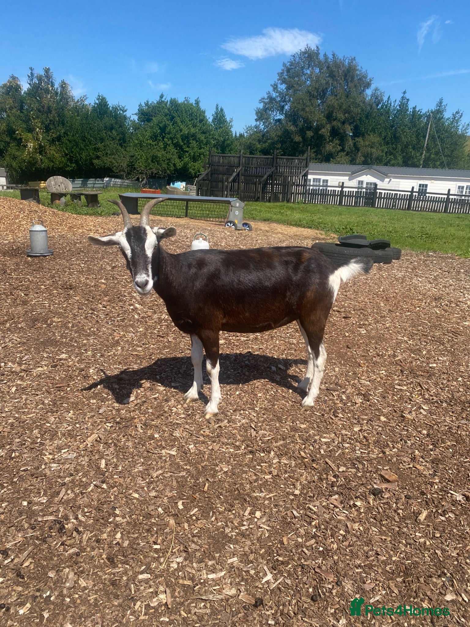 Goats livestock Goats for sale  - Advert 2