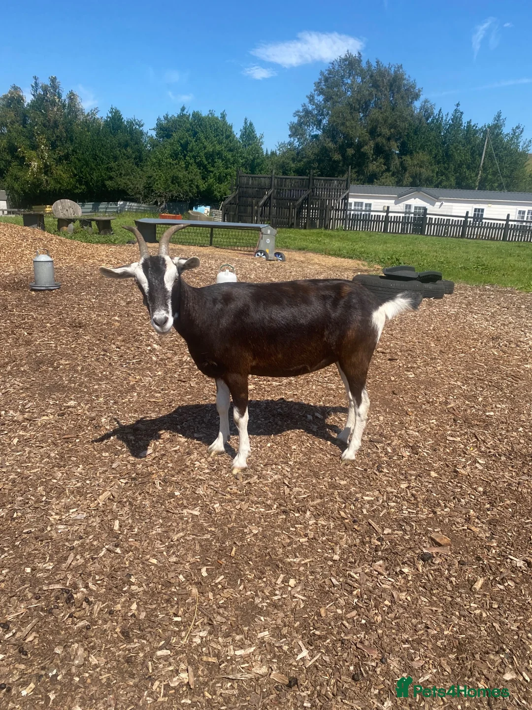 Goats livestock for sale: Goats for sale  in Bolton - Advert 2
