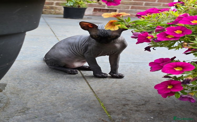 Sphynx cats - Advert 1