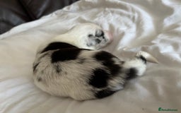 Welsh Corgi Cardigan dogs for sale: Show Quality KC Pedigree Corgi Cardigan Puppies  - Image 20