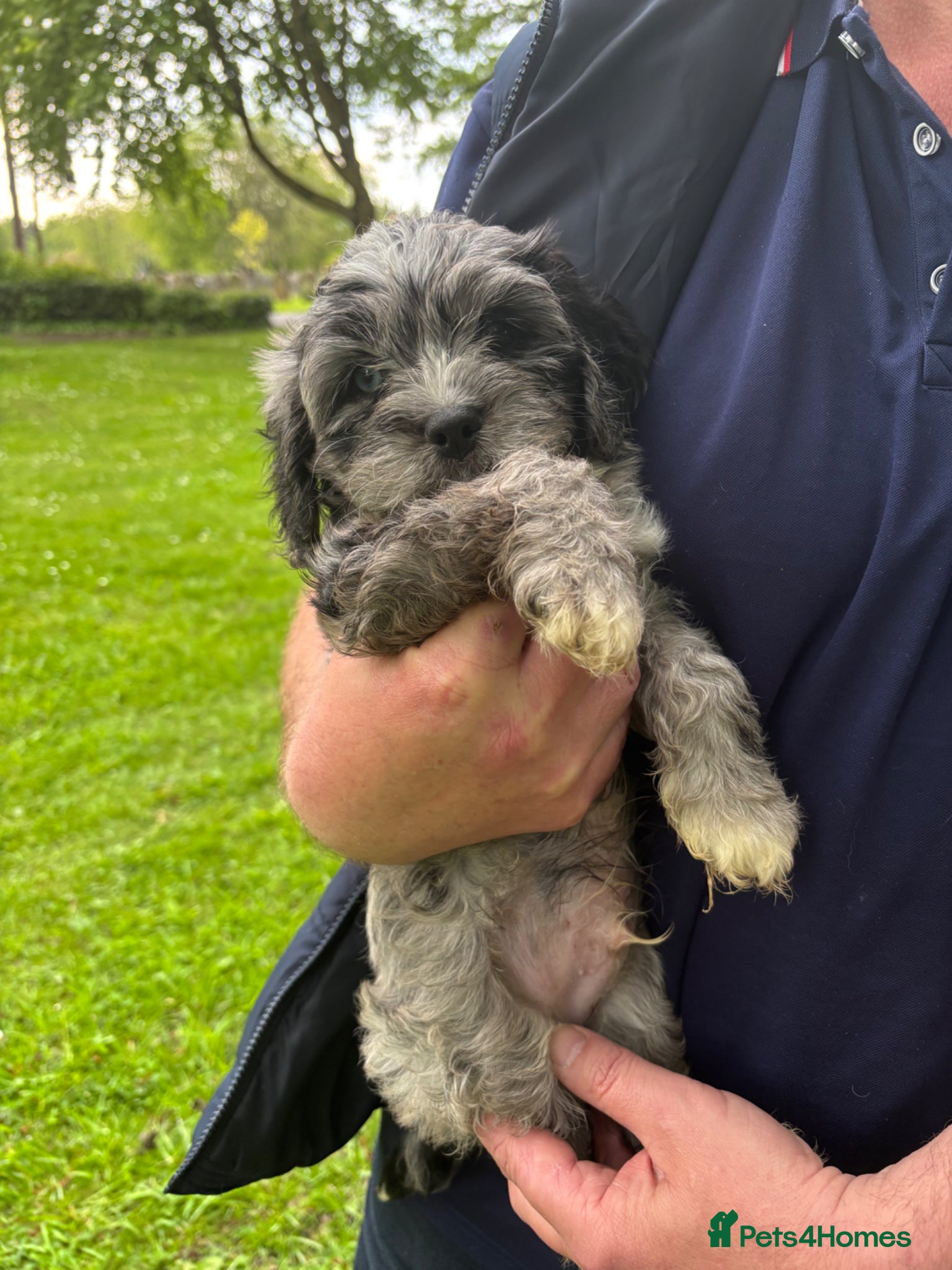 Cavapoo dogs Cavapoo Rare Blue Merle mixed colours available  - Advert 8