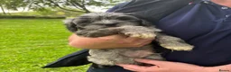 Cavapoo dogs for sale: Ready Now, F2 Teddy Bear Cavapoos Rare Blue Merle  - Advert 5