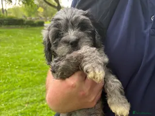 Cavapoo dogs Cavapoo Rare Blue Merle mixed colours available - Advert 15