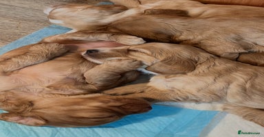 Cockapoo dogs - Advert 15