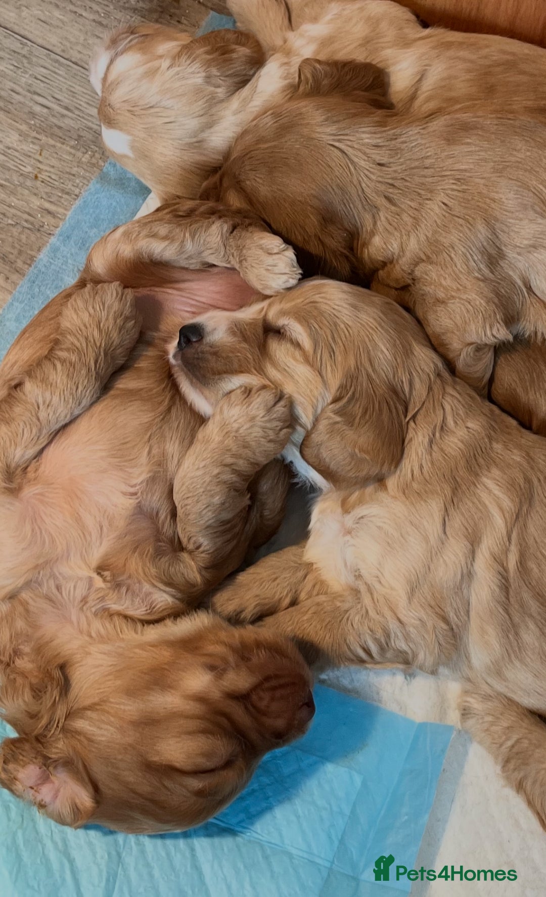 Cockapoo dogs for sale: 7 beautiful cockapoos baby’s  - Image 8