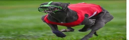 Whippet dogs for sale: Beautiful Whippet Puppies  - Advert 7