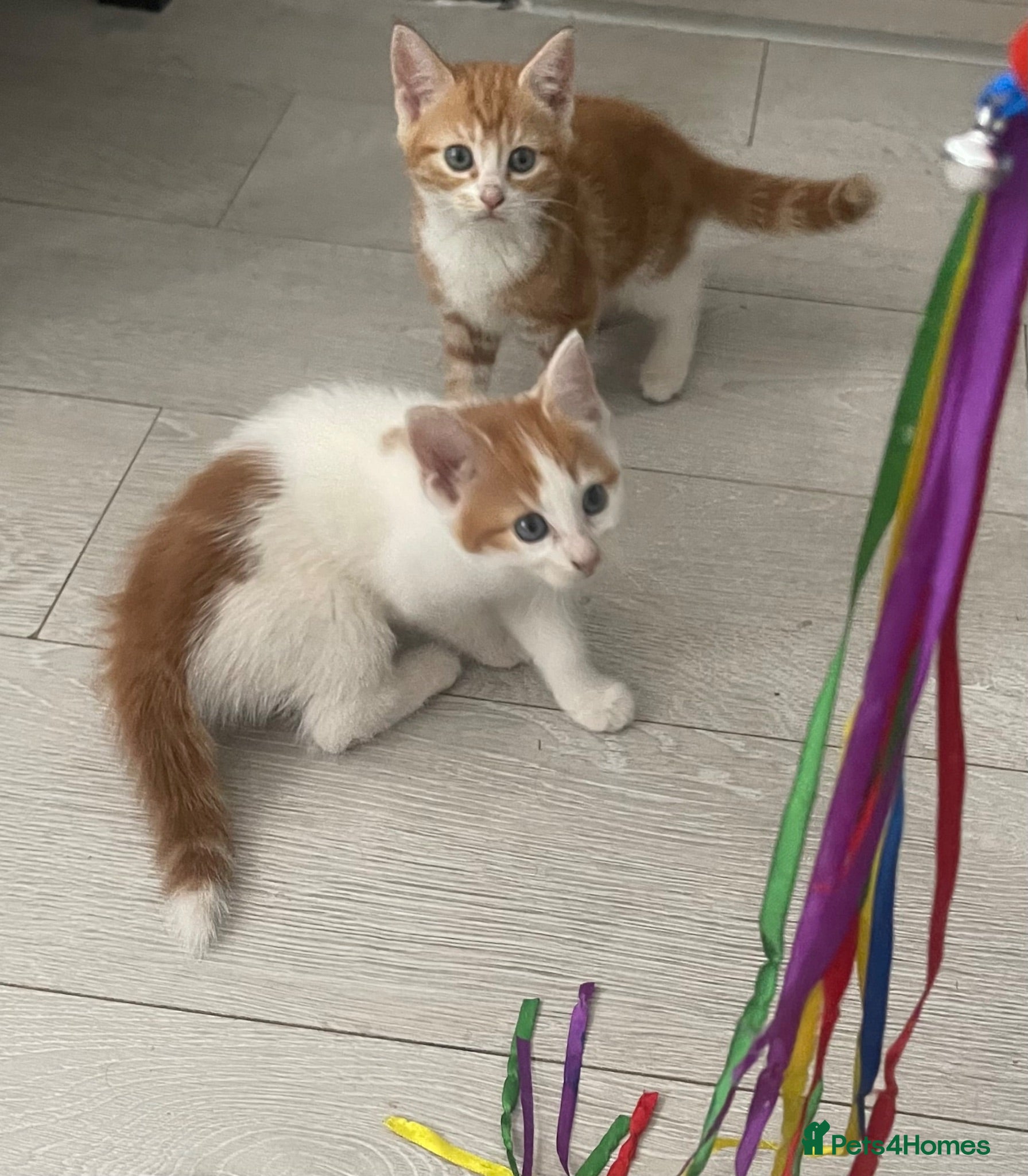 Mixed Breed cats The kittens are waiting for their friends. - Advert 2