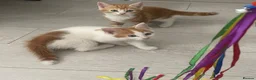 Mixed Breed cats for sale: The kittens are waiting for their friends. - Advert 1