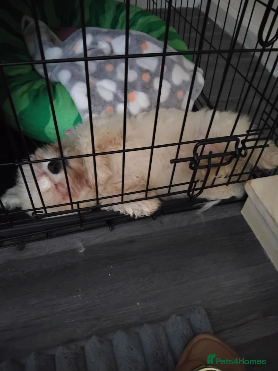 Bichon Frise dogs for sale: Bichon frise puppy forsale  - Advert 2
