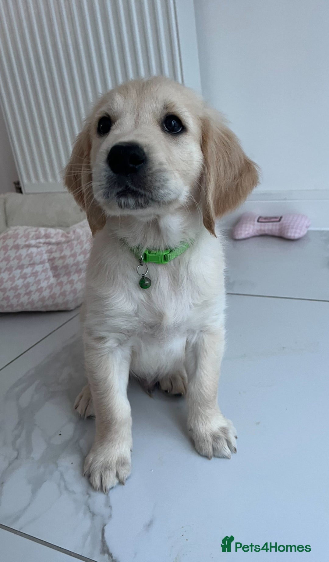 Golden Retriever dogs for sale: Golden retriever  - Advert 21