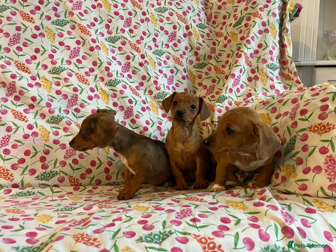 Mixed Breed dogs for sale: Miniature jack russel X Miniature dachshund  - Advert 13