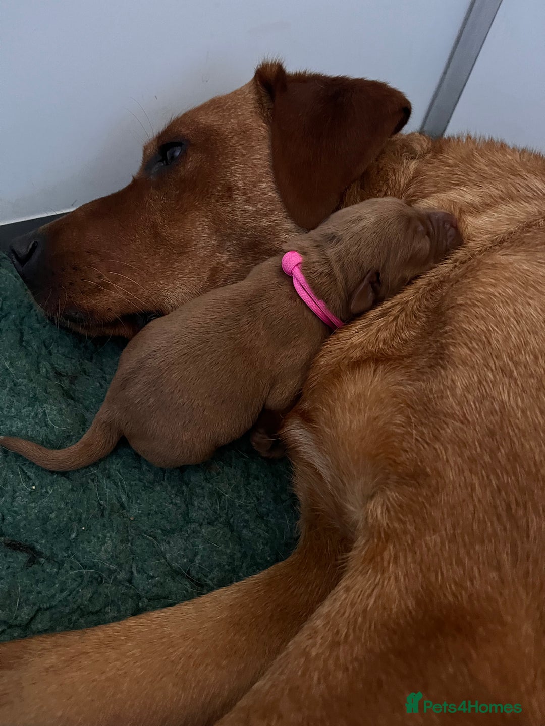 Labrador Retriever dogs for sale: Health tested extremely dark fox red Labradors - Image 4