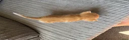 Mixed Breed cats for sale: Half ragdoll kittens  - Advert 17