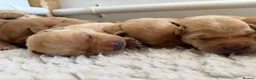 Labrador Retriever dogs for sale: Labrador Puppies for sale - Advert 12