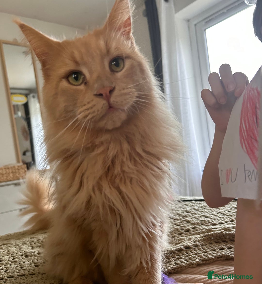 Maine Coon cats for sale: 🐾 Pedigree Cream Maine Coon - Image 2