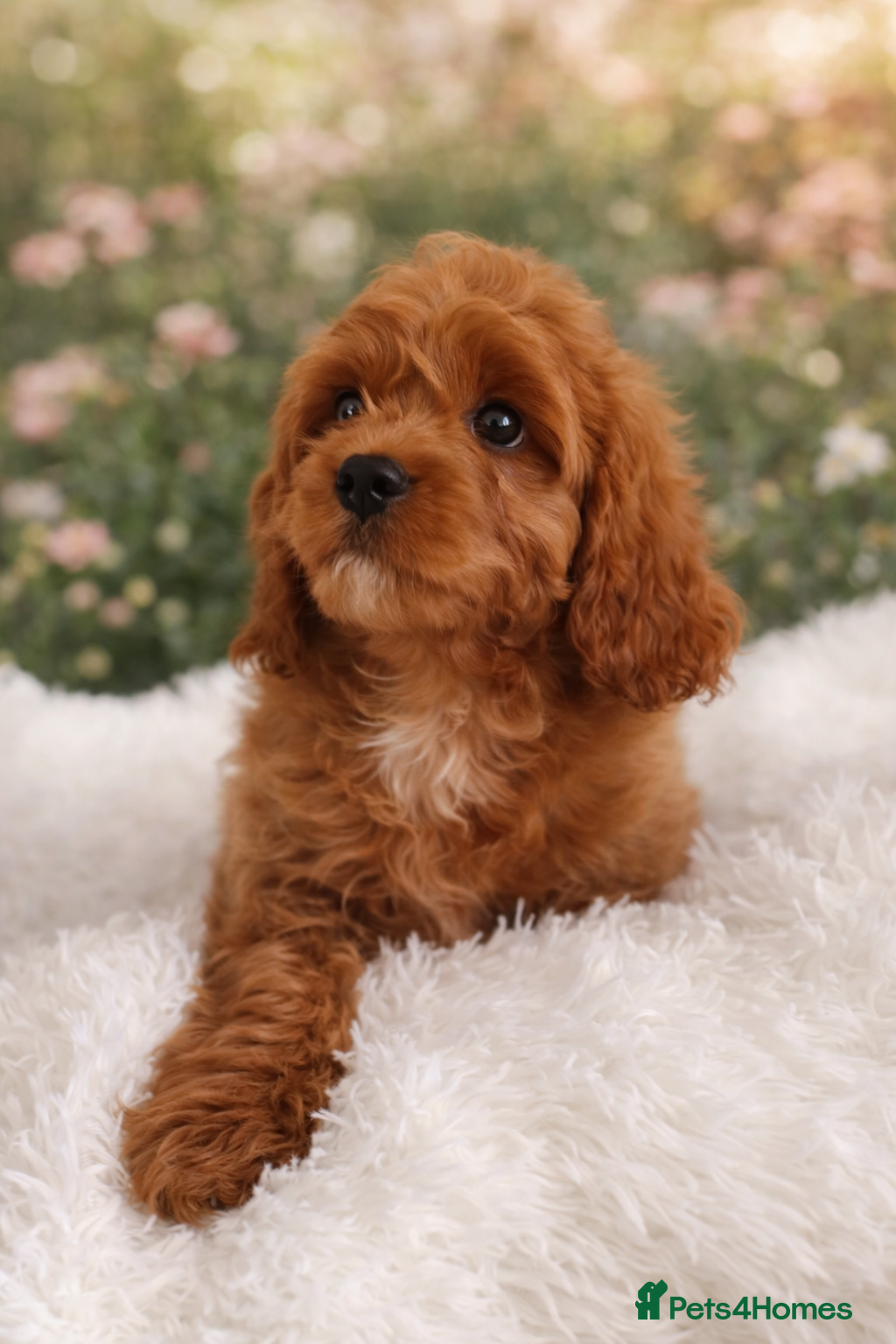 Cavapoo dogs Adorable F1 Cavapoo Puppies for Sale - Advert 2
