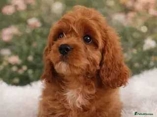 Cavapoo dogs Adorable F1 Cavapoo Puppies for Sale - Advert 2