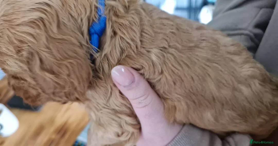 Cockapoo dogs for sale: Cockapoo X Toy Poodle - Advert 3