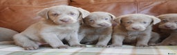 Labrador Retriever dogs for sale: Quality Health Tested Silver Labrador Puppies - Advert 3