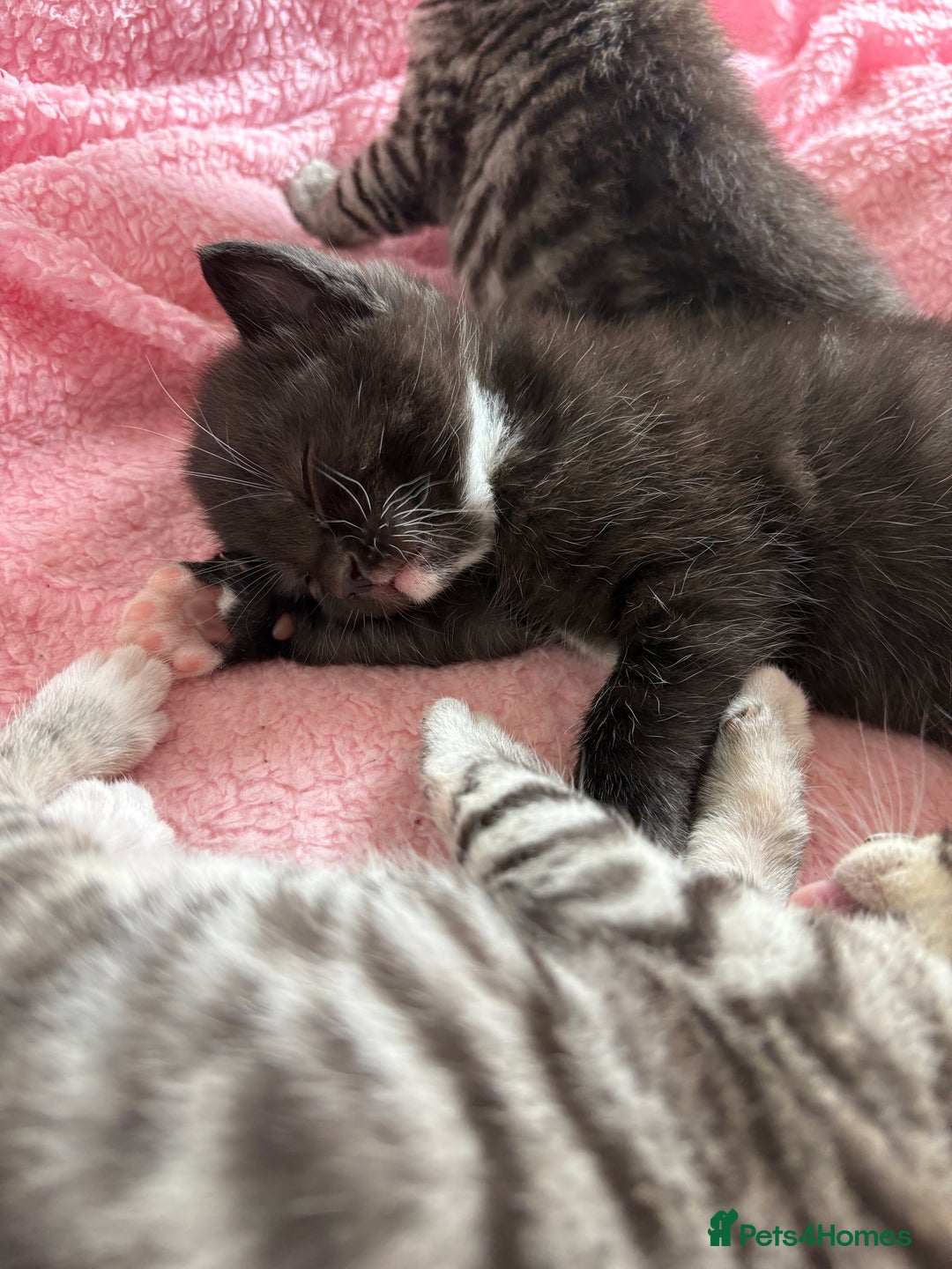 Mixed Breed cats for sale: Two boys (best friends)  - Image 14
