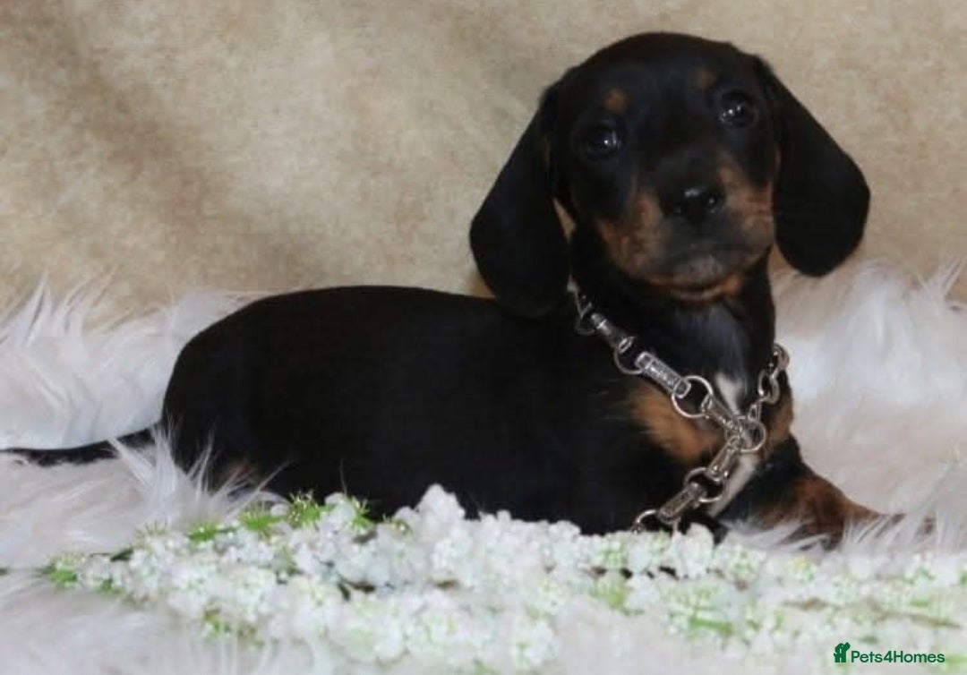 Mixed Breed dogs Pomweenies 💕💕 - Advert 1