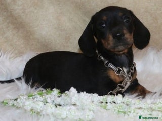 Mixed Breed dogs Pomweenies 💕💕 - Advert 2