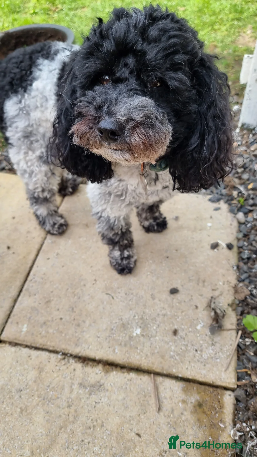 Poochon dogs for adoption: Poochon brothers looking for a new home - Advert 3