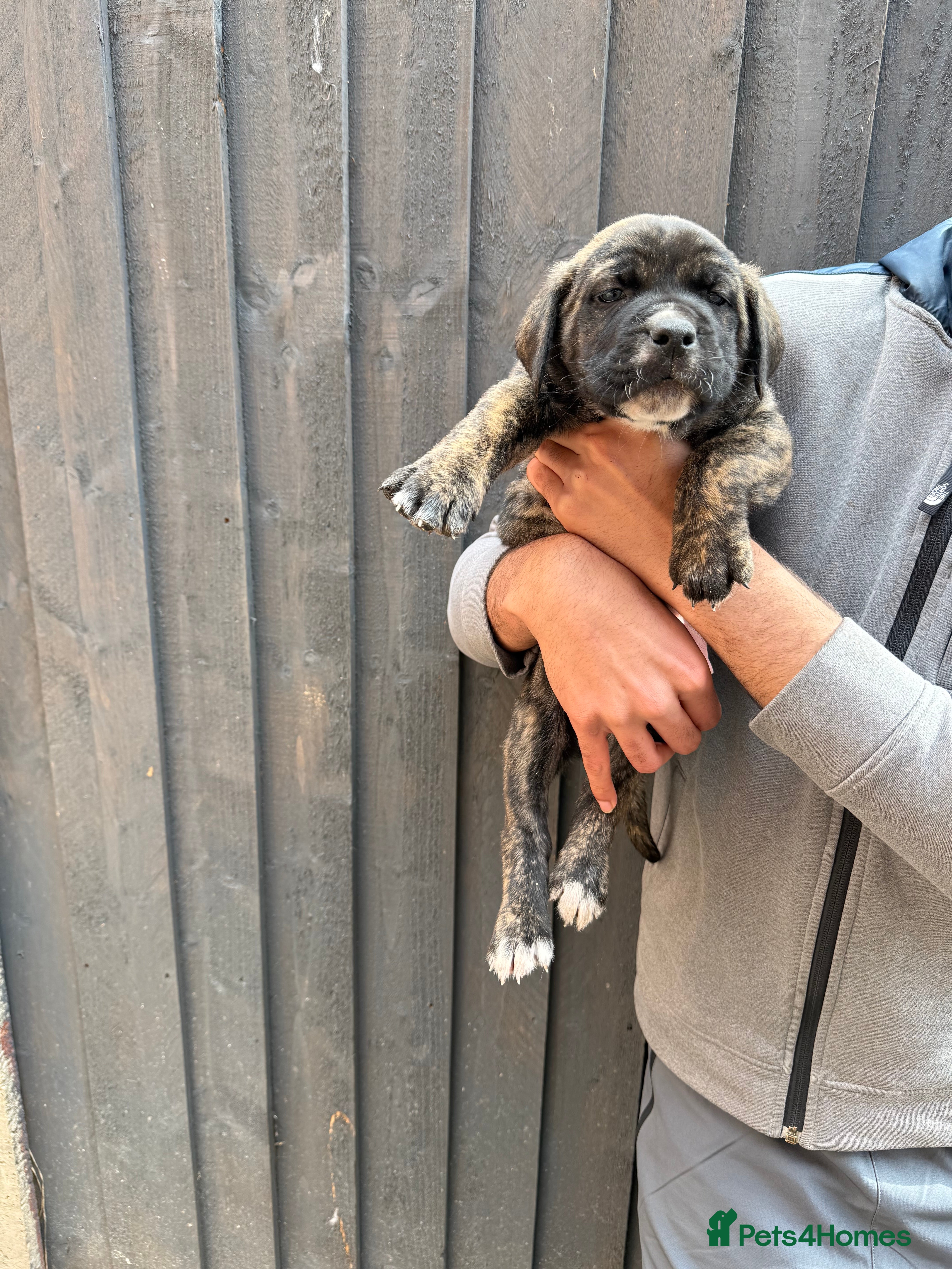 Presa Canario dogs  🏆 Champion Blood elite presa Canario pups!! - Advert 2