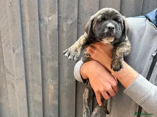 Presa Canario dogs 🏆 Champion Blood elite presa Canario pups!! - Advert 2