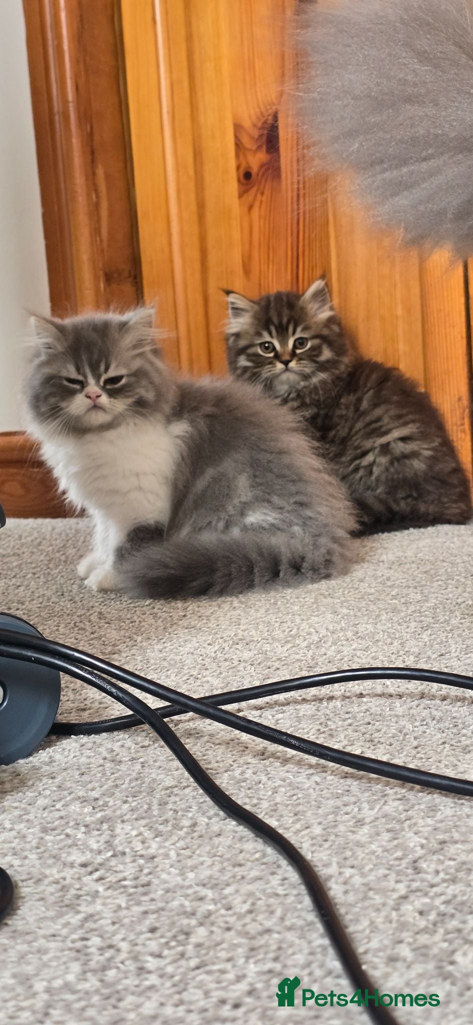 Persian cats 😸 Big persian kittens 😸  - Advert 1