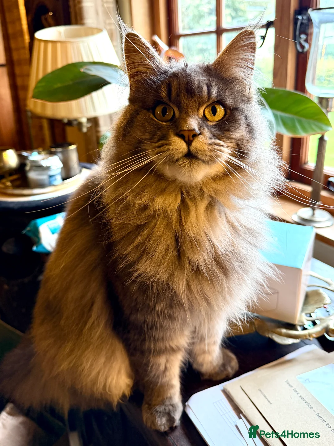 Maine Coon cats for sale: Beautiful and gentle girl looking for loving home - Advert 1