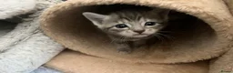 Mixed Breed cats for sale: 6 x grey tabby 1 x white - Advert 4