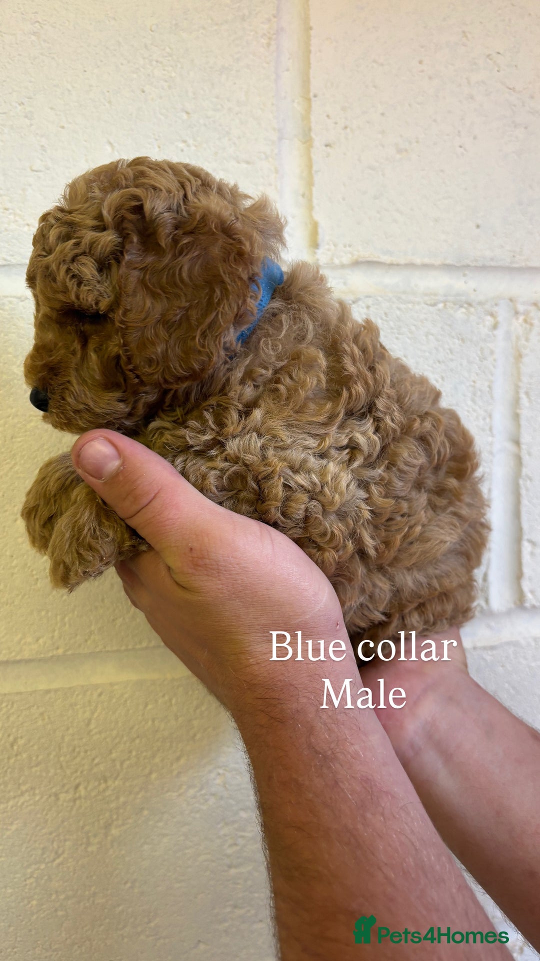 Cockapoo dogs for sale: F1b cockapoo pups  in Pickering - Image 12