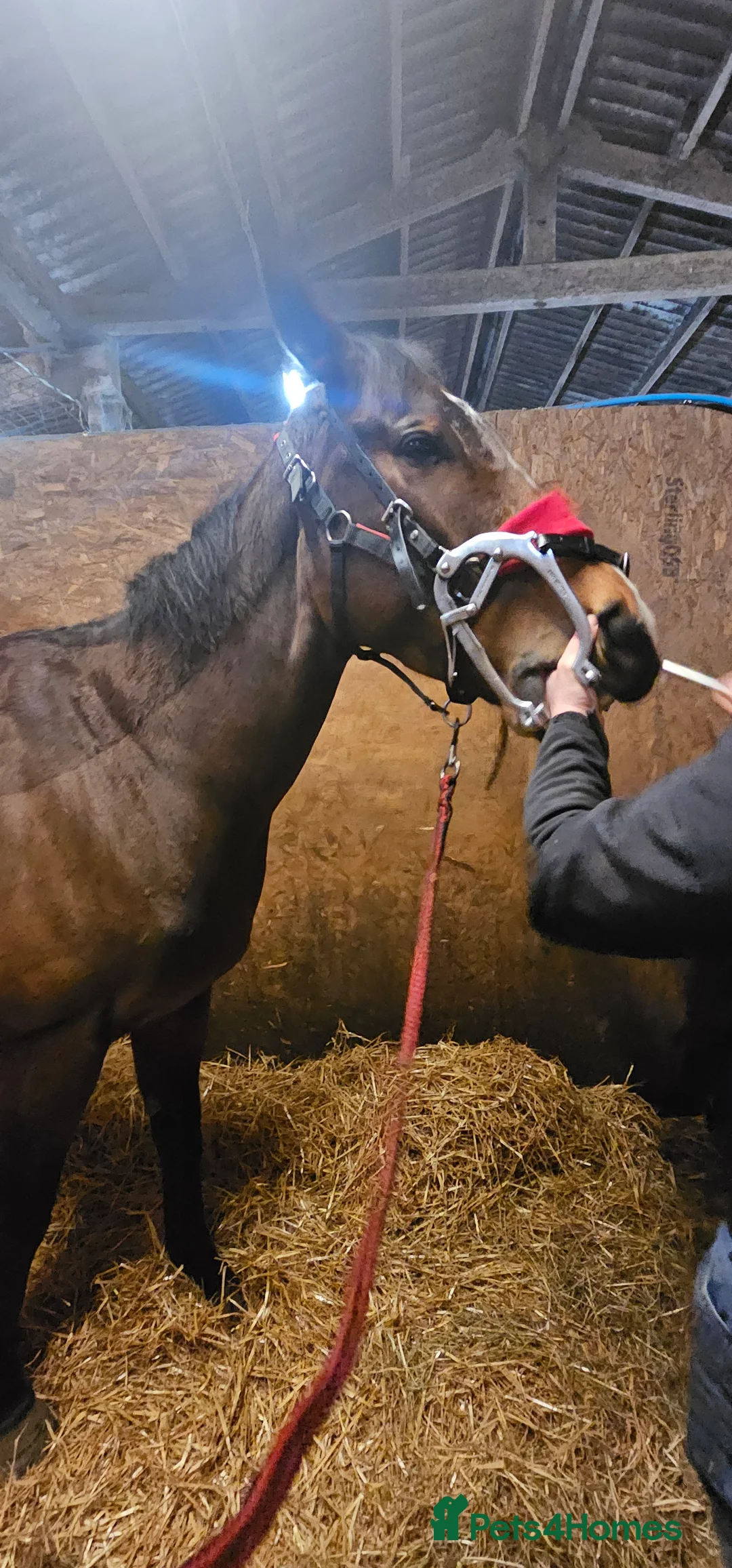 English Thoroughbred horses for sale: TB mare for sale, 16.2 hh, 7 years old - Advert 2