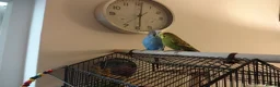 Budgerigars birds for sale: 2 Budgies PICO (blue) LEO (green) in Uxbridge - Advert 3