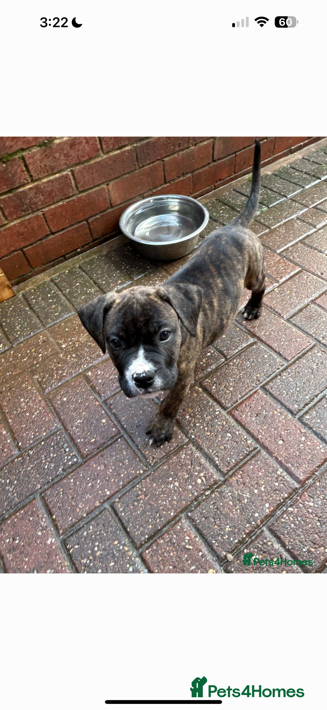 Mixed Breed dogs for sale: Cane corso x American bulldog puppy - Image 4