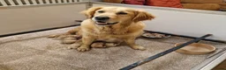 Golden Retriever dogs for sale: Stunning Girl - Advert 3