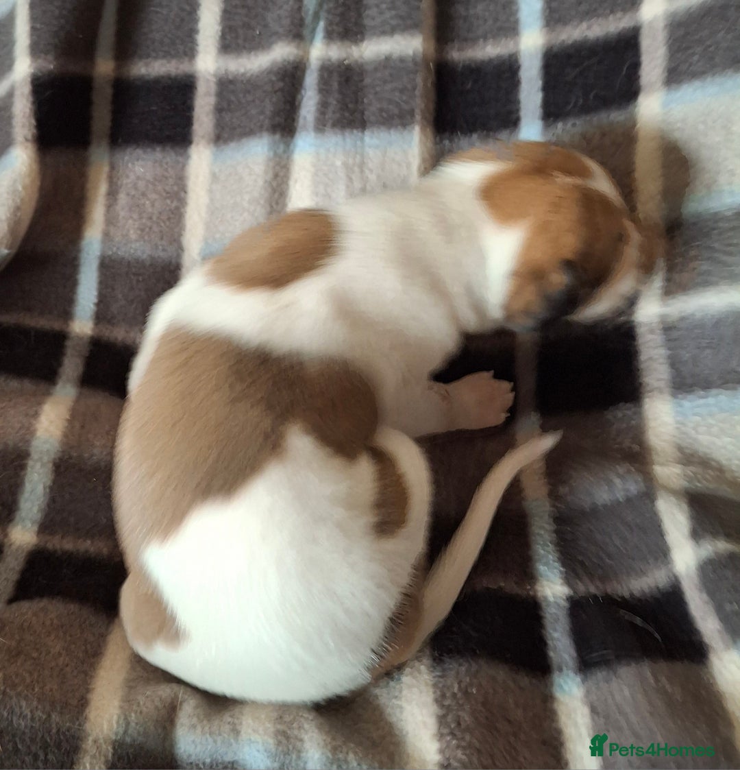 Whippet dogs for sale: KC Particolour Whippet Puppies - Image 18