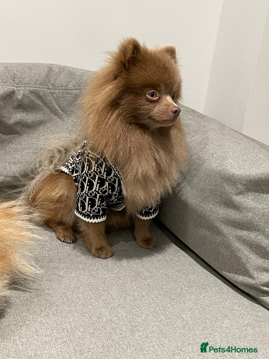 Pomeranian dogs for stud: Kai Kai lilac boy 💜  ( STUD ONLY ) (PROVEN)  in Liverpool - Advert 8