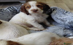 Sprocker dogs for sale: *BEAUTIFUL SPROKER PUPPIES * - Advert 8